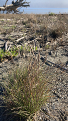 Festuca ammobia