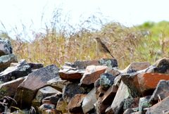 Anthus bogotensis