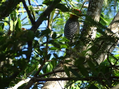 Melanerpes chrysogenys
