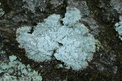 Lepra amara