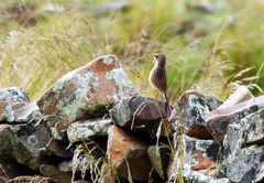 Asthenes maculicauda