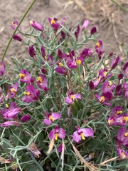 Rhinotropis subspinosa