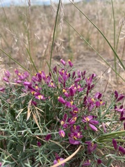 Rhinotropis subspinosa