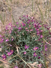 Rhinotropis subspinosa