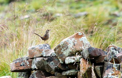 Asthenes maculicauda