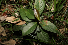 Rhodomyrtus psidioides