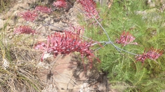 Grevillea dryandri