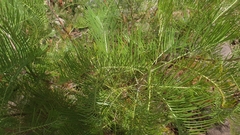 Grevillea dryandri