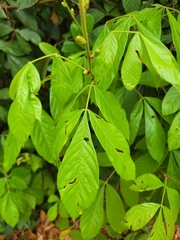 Paullinia