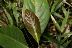 Rhodomyrtus psidioides