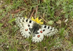 Parnassius nomion