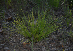 Lomandra