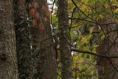 Tamiasciurus hudsonicus loquax