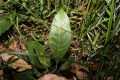 Rhodomyrtus psidioides