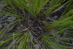 Lomandra