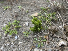 Sebaea albidiflora