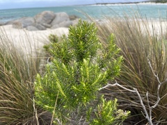 Ozothamnus turbinatus