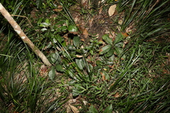 Rhodomyrtus psidioides