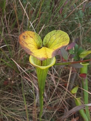 Sarracenia flava