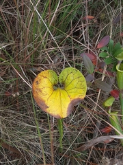Sarracenia flava