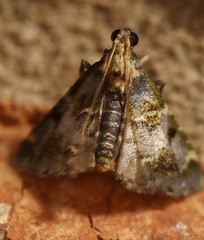 Arescoptera haplocala