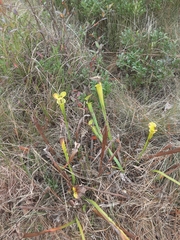 Sarracenia flava
