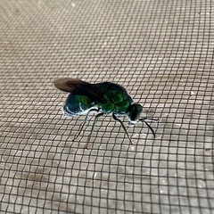Stilbum