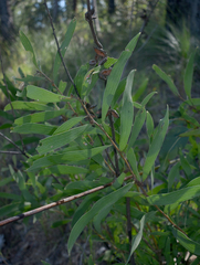 Hakea benthamii