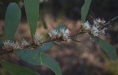Hakea benthamii