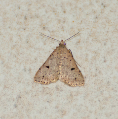 Bleptina caradrinalis