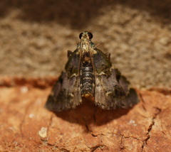 Arescoptera haplocala