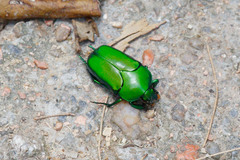 Ischiopsopha wallacei