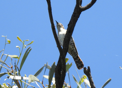 Chrysococcyx basalis