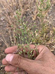 Camelina microcarpa
