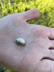 Succinea floridana