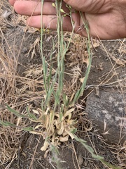 Camelina microcarpa