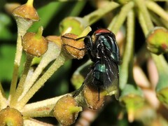 Compsomyiops callipes