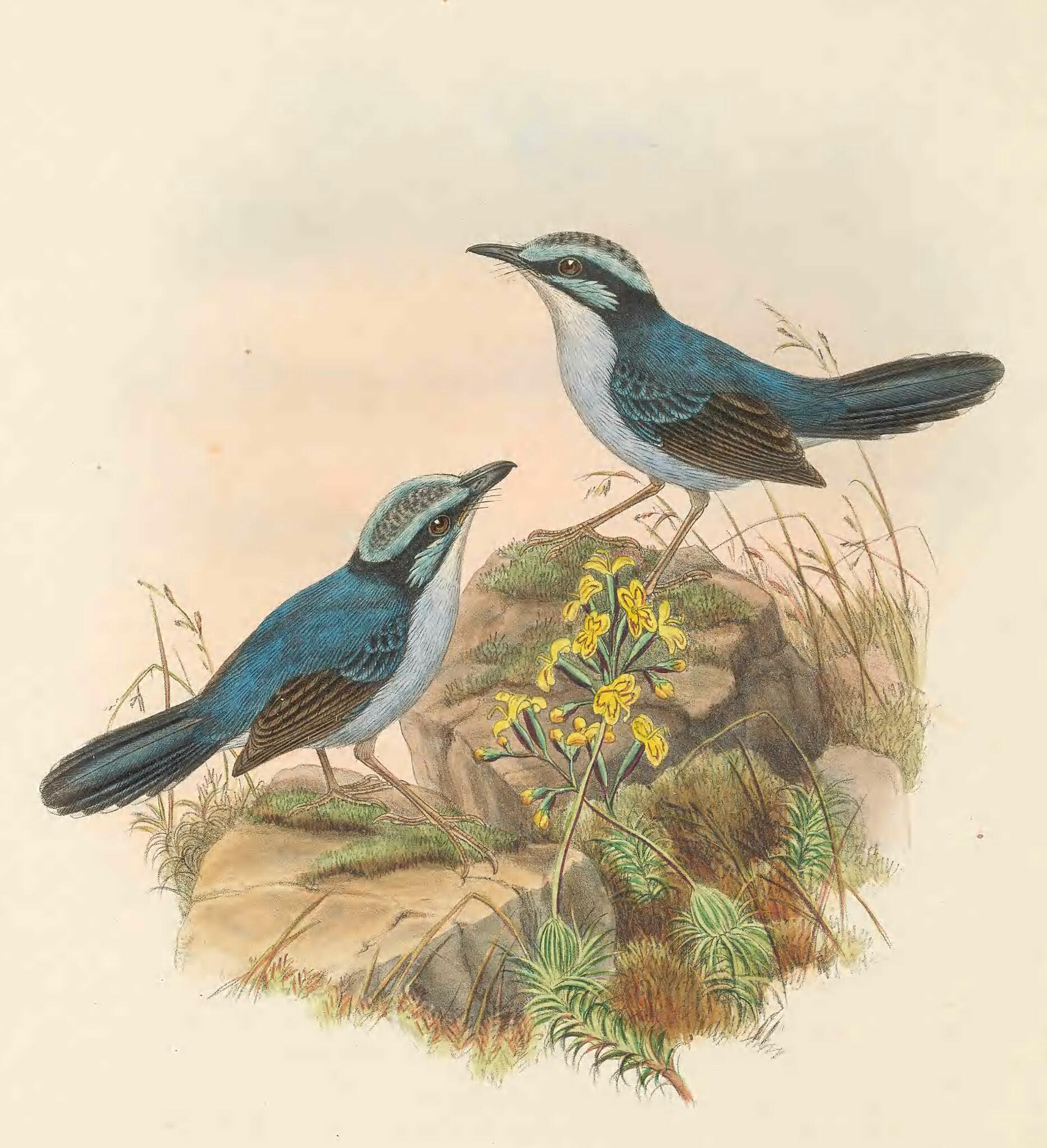 Broad-billed Fairywren illustration
