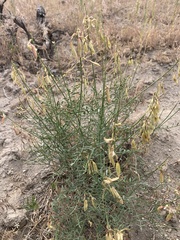 Astragalus filipes