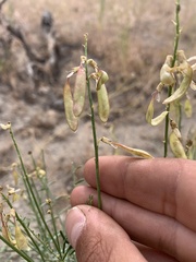 Astragalus filipes