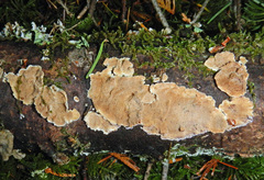 Byssomerulius corium