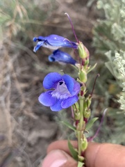 Penstemon speciosus