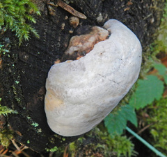 Fomitopsis ochracea