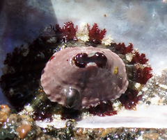 Fissurella limbata