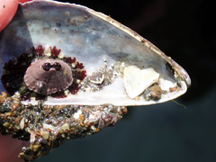 Fissurella limbata