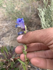 Penstemon speciosus