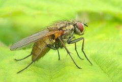 Hydrophoria lancifer