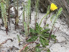 Sonchus megalocarpus