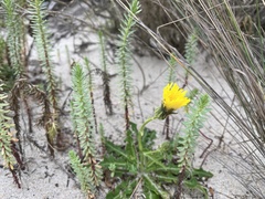 Sonchus megalocarpus