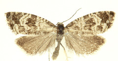 Olethreutes turfosana
